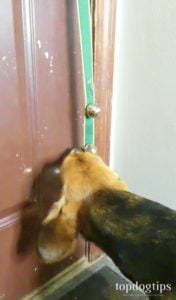 Up Country Dog Doorbells