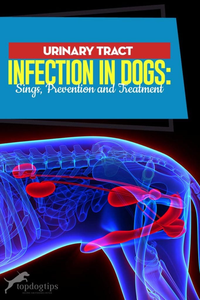 Urinary Tract Infection in Dogs - A Science Based Guide