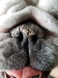 Dog's dry nose