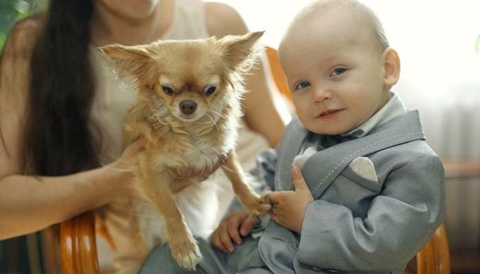 Your Dog Doesnt Like Kids - 5 Things You Can Do