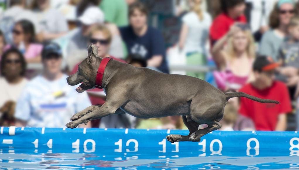 11 Dog Sports Your Active Dog Can Compete In