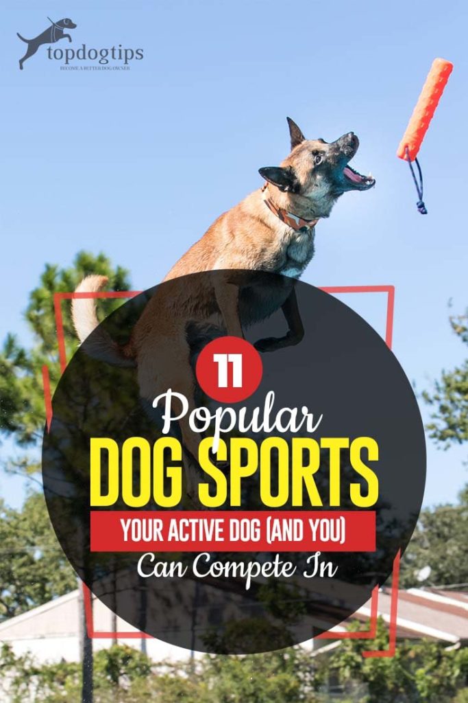 11 Most Popular Dog Sports