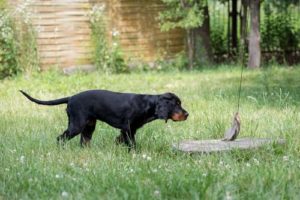 4-6 months old puppy hunting training