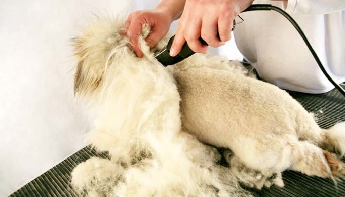 7 Tips for Shaving a Double Coated Dog