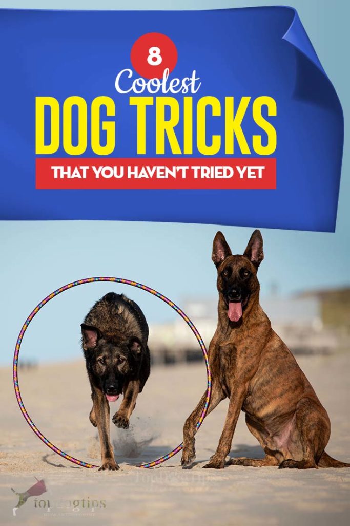 8 of the Coolest Dog Tricks That You Must Try Today