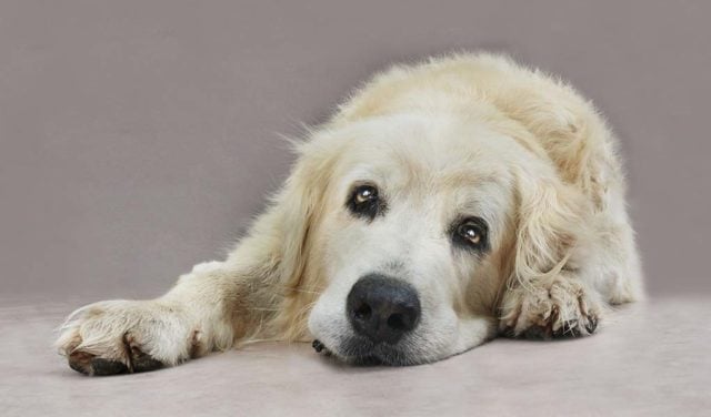 9 Neurological Problems in Dogs - How to Prevent and Fix Them