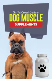 A Pet Owner's Guide to Dog Muscle Supplements