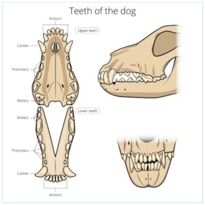 A Weekly Regimen of Dog Teeth Brushing