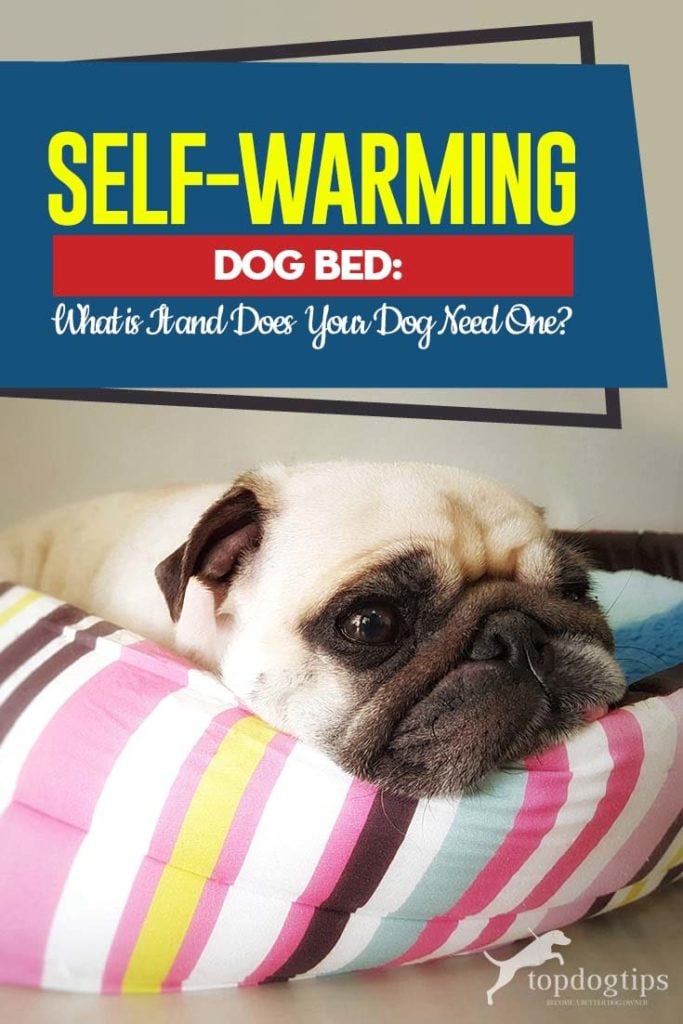 Buying Guide to Self-Warming Dog Beds