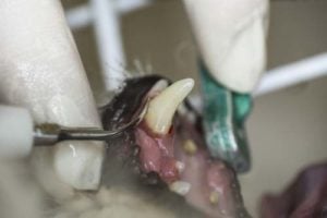 Close-up of dog tooth cleaning