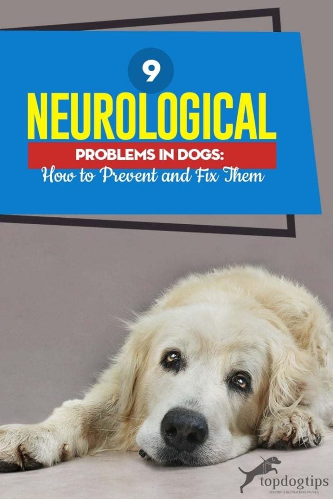 Common Neurological Problems in Dogs