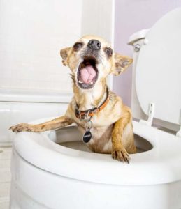 Do You Need an Indoor Dog Toilet