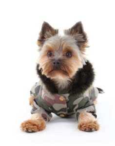 Does Your Dog Need Winter Clothes