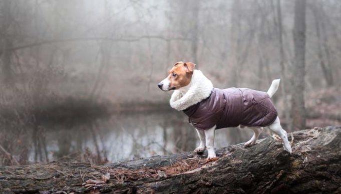 Dog Winter Coats - Do They Actually Help Our Pets Stay Warm