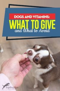 Dogs and Vitamins Guide - What to Give and What to Avoid