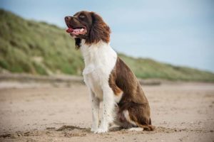 English Springer Spaniel Health