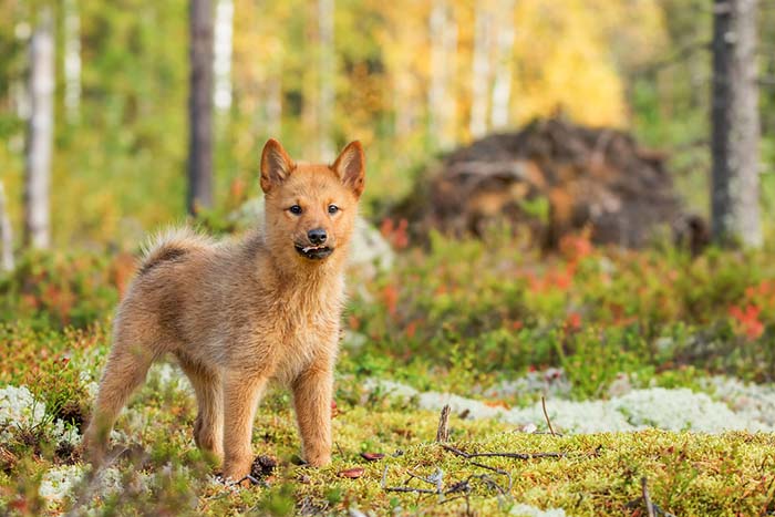 Finnish Spitz Health