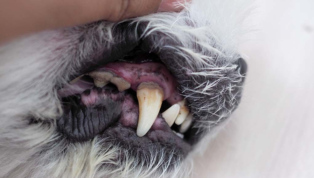 Gingivitis in Dogs - Science-based Prevention and Treatment