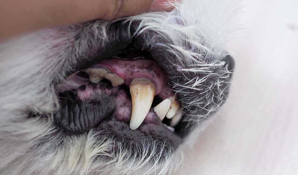 Gingivitis in Dogs - Science-based Prevention and Treatment