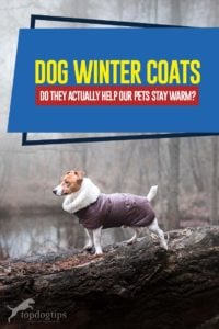 Guide on Dog Winter Coats - Do They Actually Help Our Pets Stay Warm