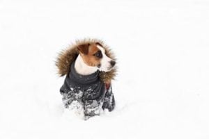 How Effective Winter Coats for Dogs Actually Are