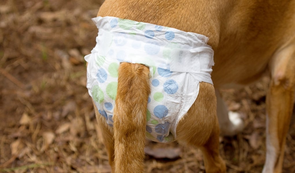 How To Make A Dog Diaper