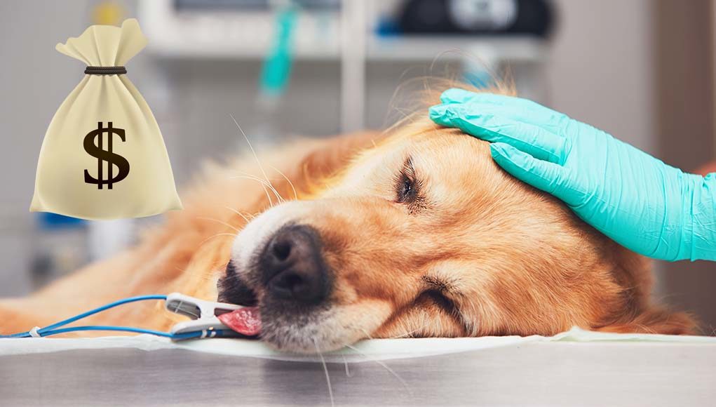 How to Afford an Expensive Pet Surgery