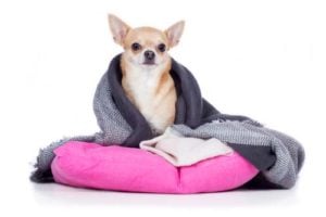 How to Treat a Dog’s Cold