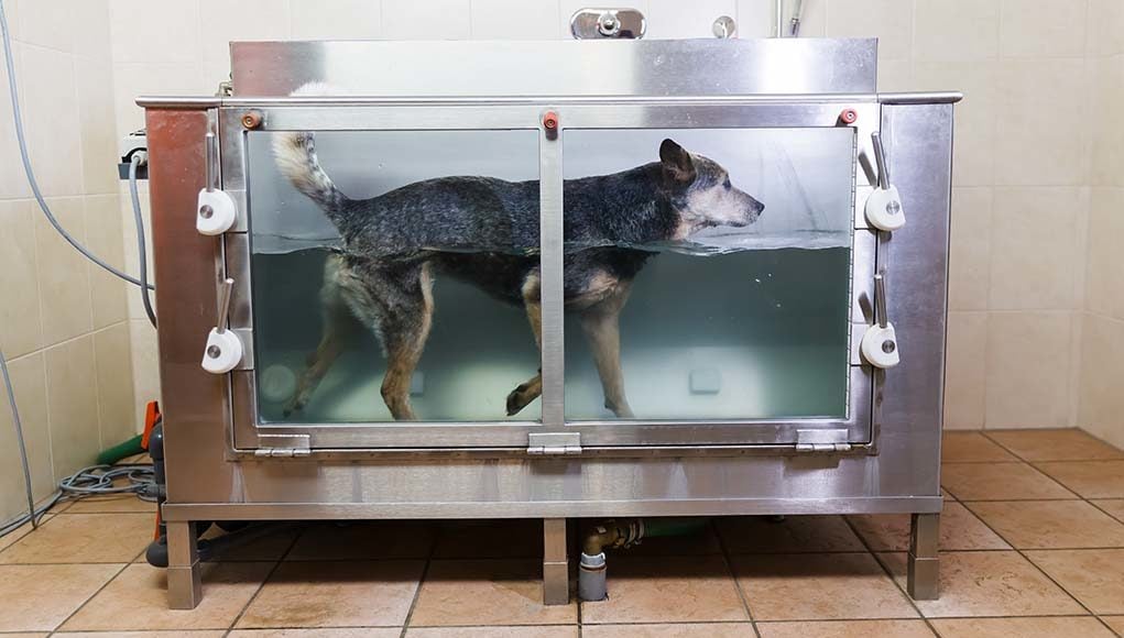 Hydrotherapy and Underwater Treadmill for Dogs