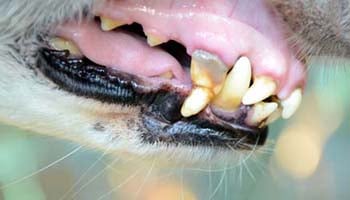 Loose tooth on a dog