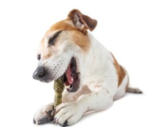 New Diet and Chews to Treat Gingivitis in Dogs