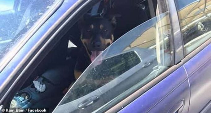 Owner Abandons Dog Inside Car On A Scorching Hot Day To Buy Pet Food