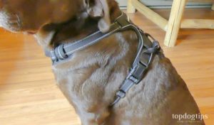 Rabbitgoo LED Dog Harness