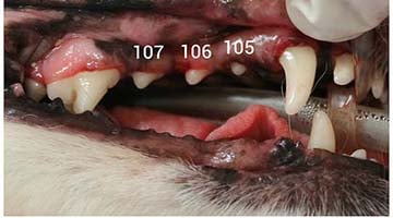 Receding gums on a dog