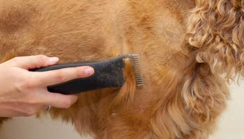 Shaving the sides of the dog