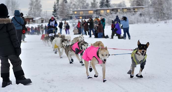 Sled Dog Racing