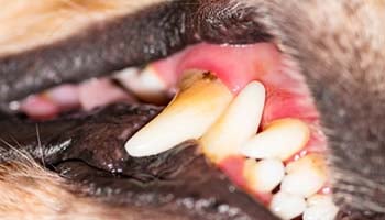 Swollen gums on a dog