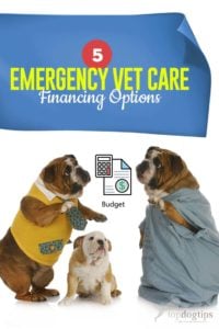 The 5 Emergency Vet Care Financing Options