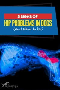 The 5 Signs of Hip Problems in Dogs (And What to Do)