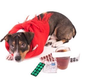 The Best Home Remedies for Canine Cold