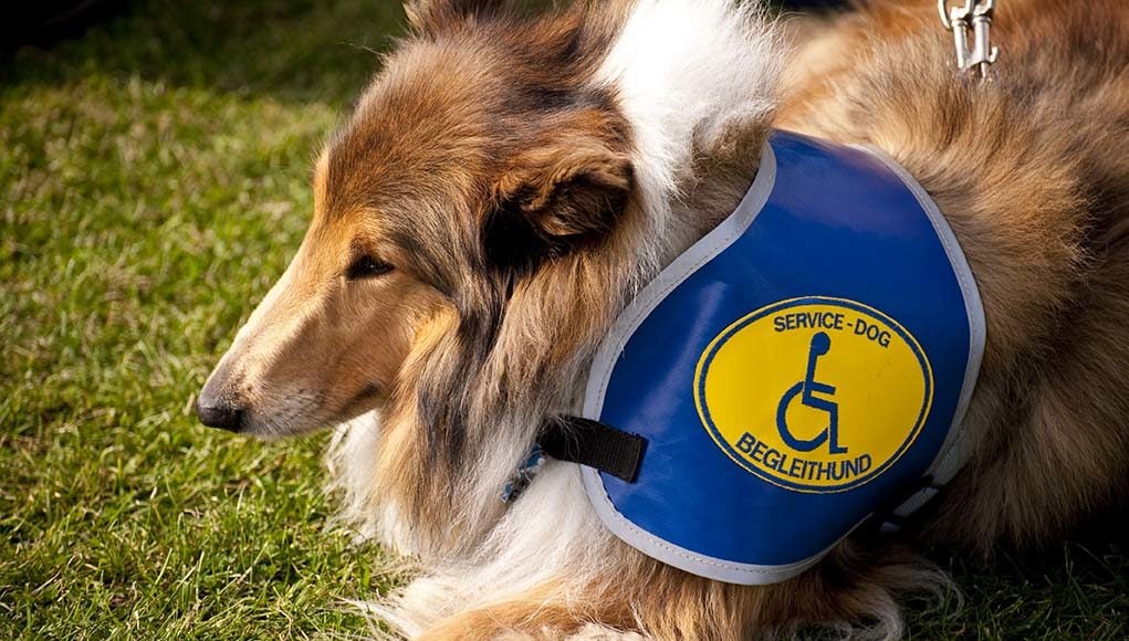 The Complete Guide to Different Types of Assistance Dogs