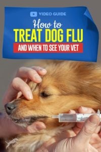 The Guide - How to Treat Dog Flu and When to See Your Vet