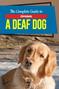 The Step by Step Guide to Owning a Deaf Dog