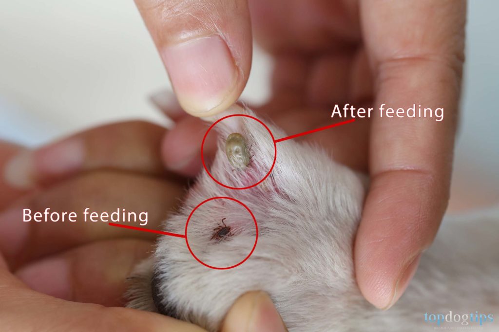 Tick on Dog - Before and After Feeding