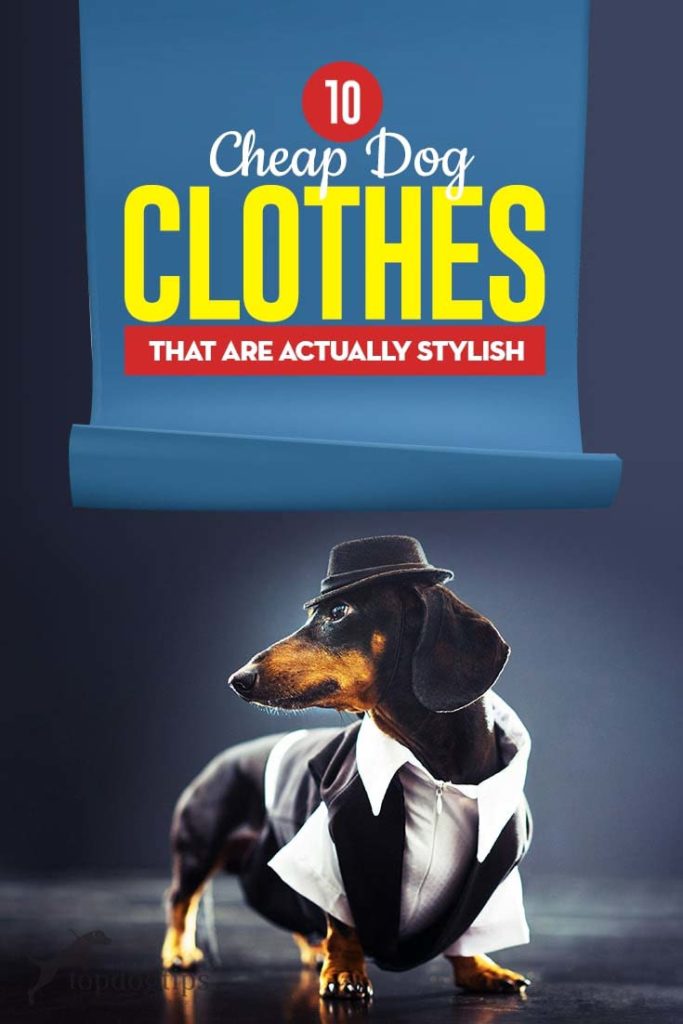 Top 10 Cheap Dog Clothes That Are Actually Stylish