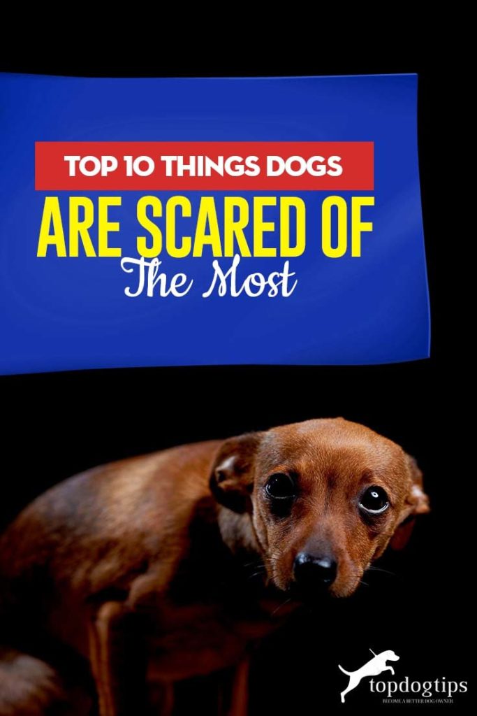 Top 10 Things Dogs Are Scared of the Most