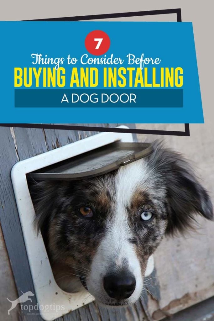 Top 7 Things to Consider Before Buying and Installing a Dog Door