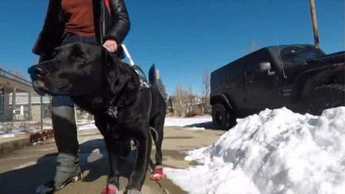 Uber Driver Refuses a Woman Because of Her Guide Dog