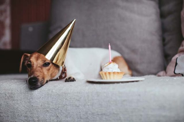 What Are Dog Years (And How to Know How Old Your Pup Is)