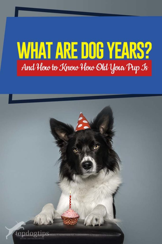 What Are Dog Years - How to Know How Old Your Pup Is